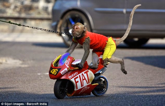 Monkey Riding Motorbike 