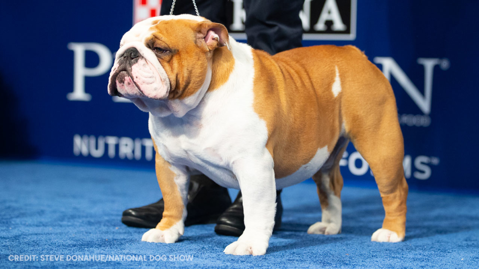 NDS 2019 Best in Show Winner: Thor the Bulldog