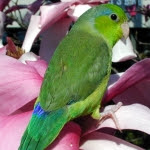 Parrotlets Bird