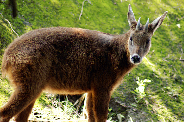 Fakta-Fakta Kambing Hutan dan Kumpulan Foto kambing Hutan