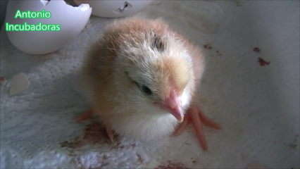 Pollito-de-gallina-nacido-en-incubadora-casera