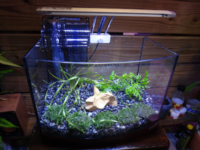 大磯 砂 水草 100224-大磯 砂 co2 なし 水草