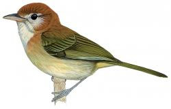 Rufous-naped Greenlet