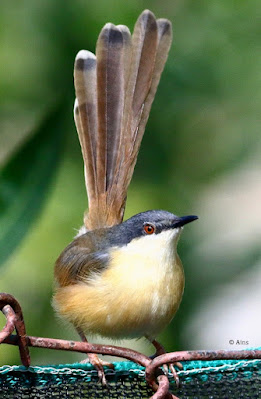 "Ashy Prinia - Prinia socialis resident common, displaying traits of territorial ownership with its tail raised hight over it's back resident common."