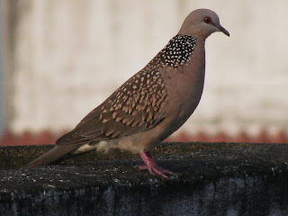 merpati