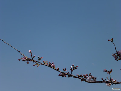 月と桜