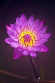 Beautiful Purple Lotus Flower Collections