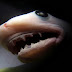 Embryos Sand Tiger Sharks Devour Their Siblings While in the Womb