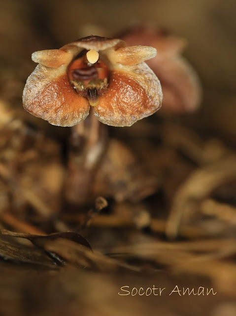 Gastrodia pubilabiata