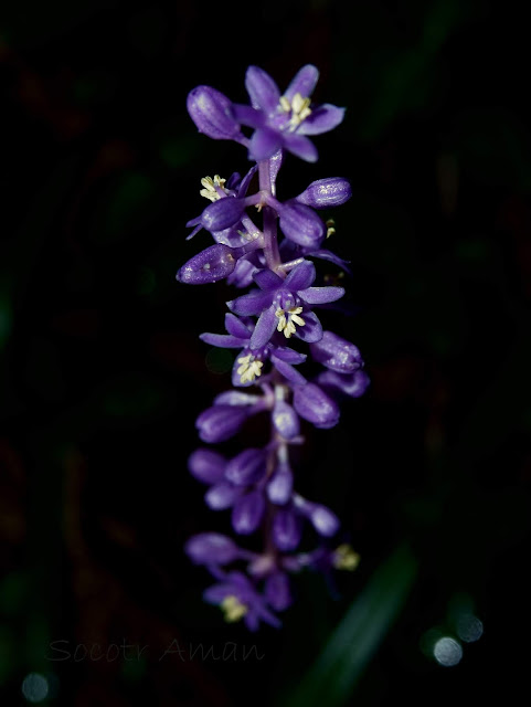 Liriope muscari