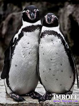 Foto Romantis Sepasang Penguin Berpose Seperti Manusia