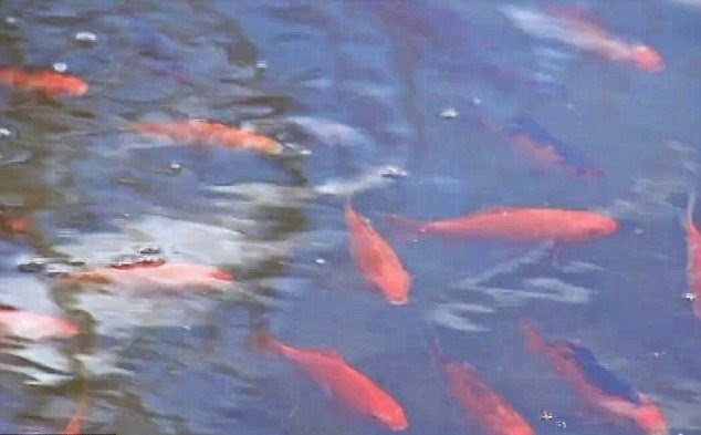 Как реанимировать рыбу. Золотые рыбы оккупировали. Эффект рыбки в пруду Аризона.