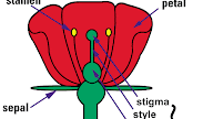 43 diagram of a flower with labels