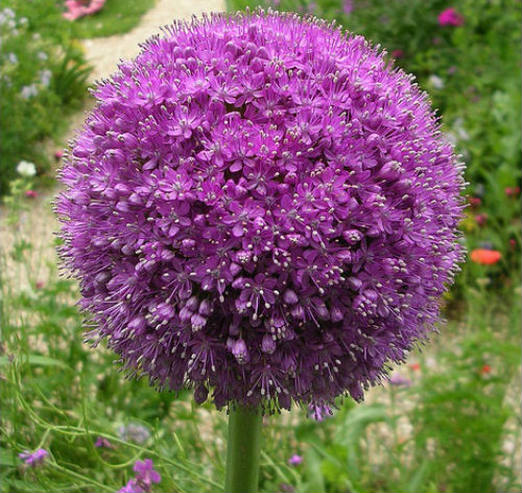 Solitary Allium Flower