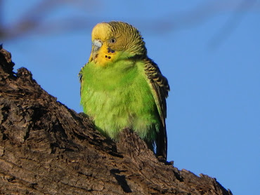 #12 Budgerigar Wallpaper