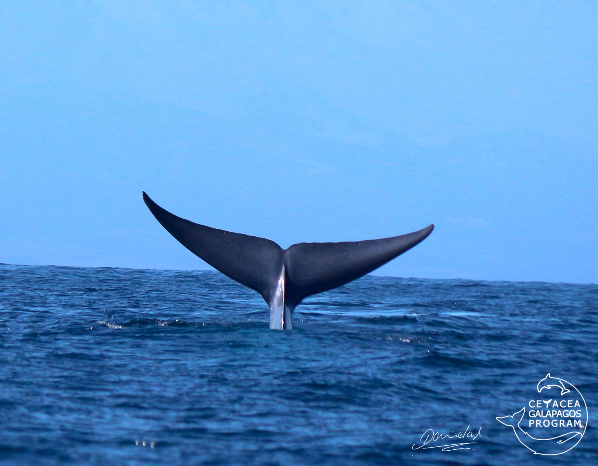  Daniela Alarcón, investigadora del Galapagos Science Center, y su equipo son los primeros en marcar ballenas azules