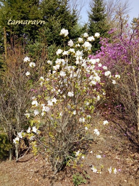 Рододендрон остроконечный (Rhododendron mucronulatum)