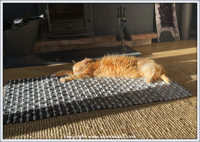 The BBHQ Midweek News Round-Up ©BionicBasil® Fudge's Epic Sun Puddle