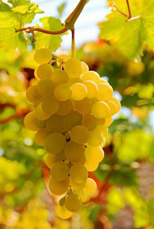 bibit buah buahan anggur yellow belgia cepat tumbuh jawa tengah Tegal