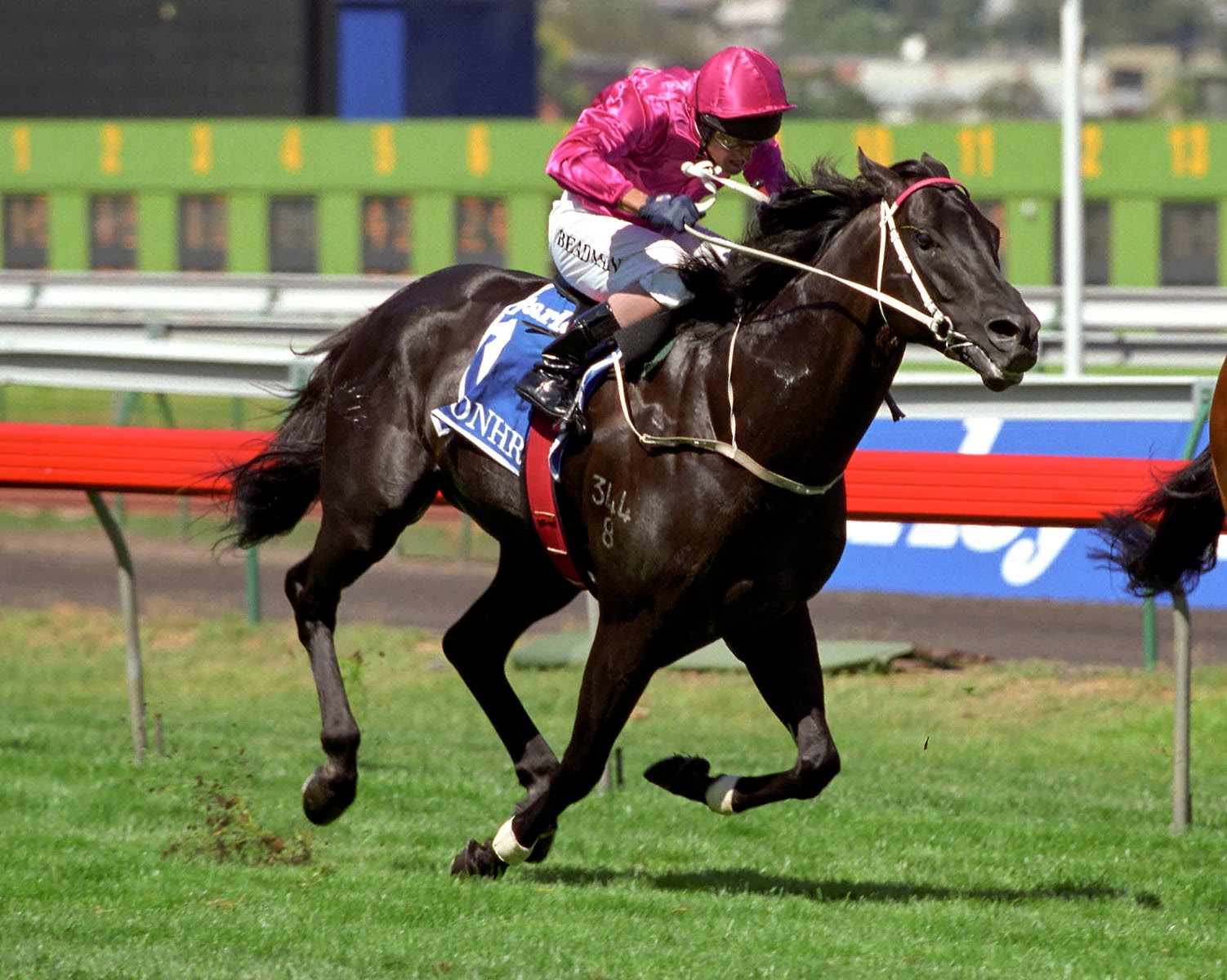 Lonhro Horses For Sale