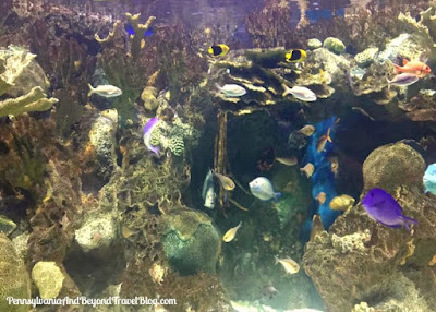 Adventure Aquarium in Camden New Jersey