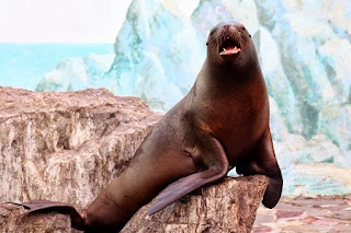 South American Sea Lion