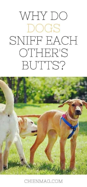 Why Do Dogs Sniff Each Other's Butts
