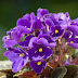 Truyền Thuyết Về Hoa Violet