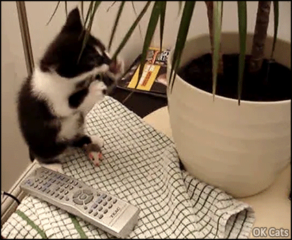 Funny Kitten GIF • Clumsy kitten playing with a house plant and falling off table, haha [ok-cats.com]