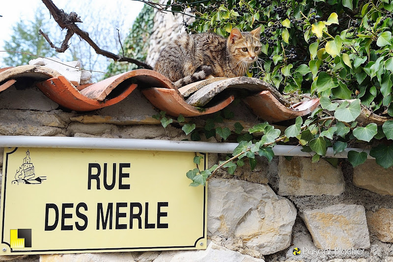 le chat de la rue des merle photo pascal blachier