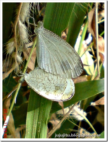 foto kupu-kupu Psyche (Leptosia nina) yang sedang kawin 