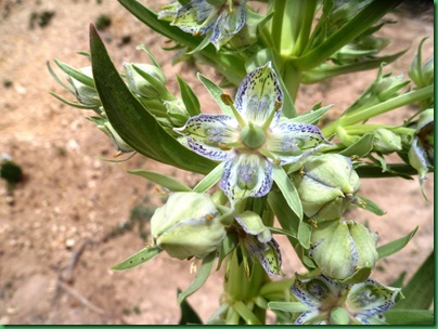 Elkweed flower