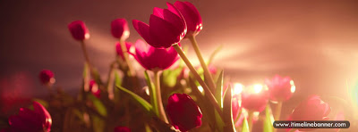 Vibrant Red Tulips Facebook Profile Cover