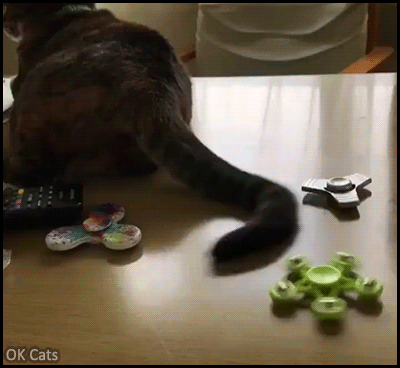 Funny Cat GIF • Lazy and funny cat playing with fidget spinner with his tail, haha [ok-cats.com]