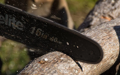 Oak tree branch cutting and pruning in winter to prevent wilt disease infection