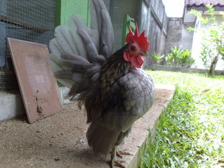  Foto  dan Video Ayam  Serama  Ayam  Hias Terunik 
