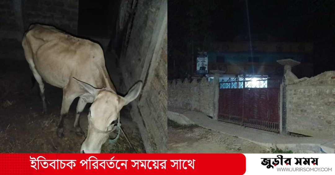 কমলগঞ্জে বসত ঘর থেকে চুরি হওয়া গরু উদ্ধার