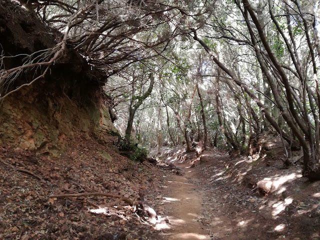 Bosque de Anaga Tenerife