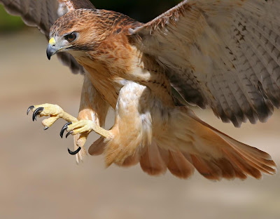 Aguila real lista para casar