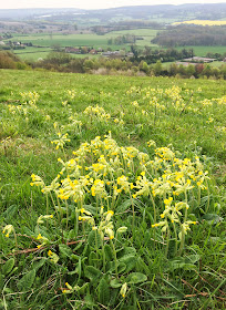 Cowslips, Primula veris, and the view from Kemsing Down.  With the Orpington Field Club on 12 April 2014.