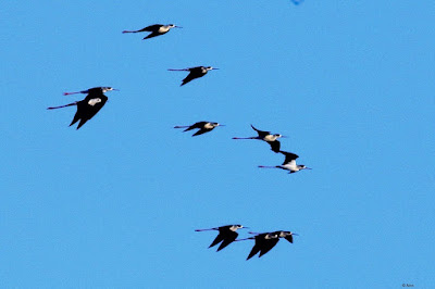 "A flock of 10 birds heading for the neaqrest water body , In Mount Abu."