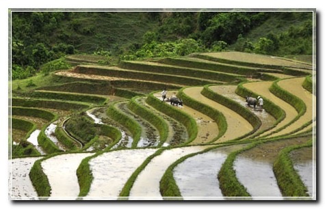 Ruongbacthang235107