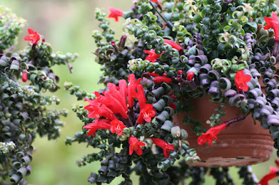 Lipstick Plant (Aeschynantus Radicans)