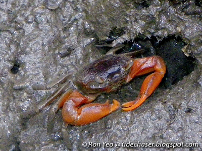 Orange Signaller Crab (Metaplax elegans)