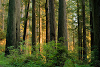 Trees in temperate forests, like these redwoods in Northern California, may adapt to climate change by releasing less carbon dioxide than previously predicted by scientists. (Credit: Getty Images) Click to Enlarge.