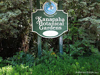 Kanapaha Botanical Gardens Bamboo Sale