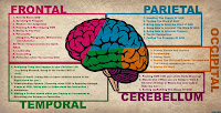 Brain Anatomy2