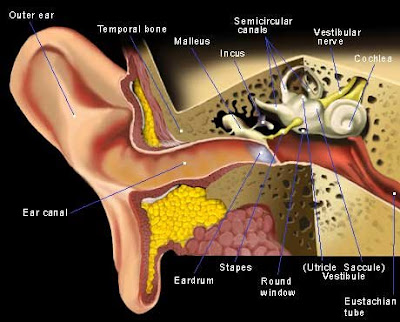 More ear stuff and piercing info