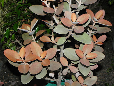 Kalanchoe orgyalis - Copper spoons care and culture
