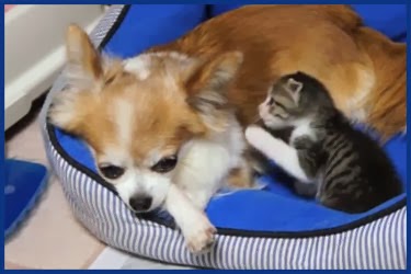 Babykatze kuschelt mit Chihuahua